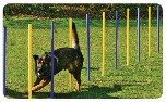 Agility Slalom Stangen