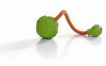 Dental Hundeball mit Seil, gr�n