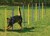 Agility Slalom Stangen