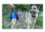 Gehhilfe- Geschirr f�r behinderte Hunde (H�fte)
