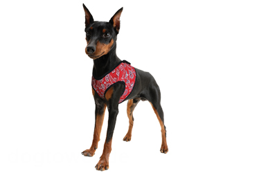 Aqua Coolkeeper Cooling Comfy Hundegeschirr, red western