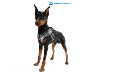 Aqua Coolkeeper Cooling Comfy Hundegeschirr, scottish grey
