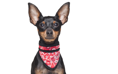 Aqua Coolkeeper Cooling Hunde Bandana, red western