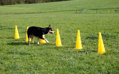 Auch perfekt zum Slalom Laufen geeignet