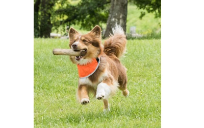 Back on Track Draco Bandana mit Reflektoren orange