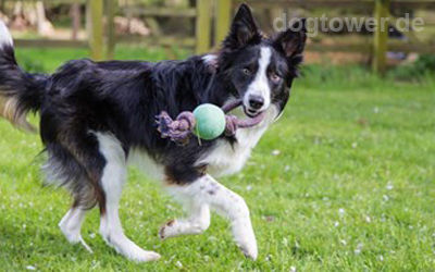 Kombination aus Ball und robuster Kordel