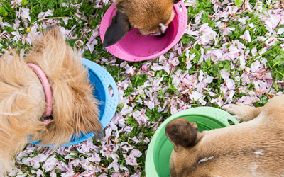 Erhältlich in drei Größen für kleine und große Hunde