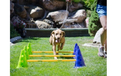 CanineGym® Gear Agility Kit