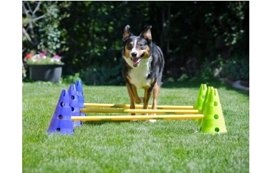 CanineGym® Gear Agility Kit