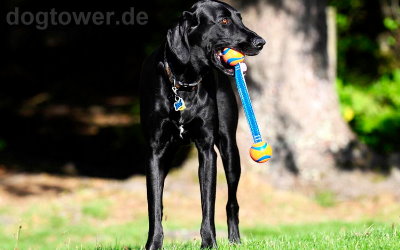 Apportierspielzeug für kleine und große Hunde