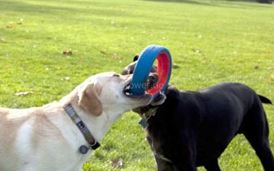 Chuckit Fetch Wheel