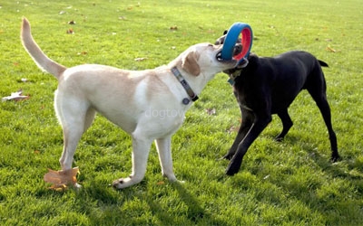 Chuckit Fetch Wheel