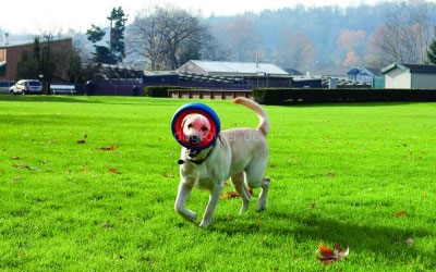 Chuckit Fetch Wheel