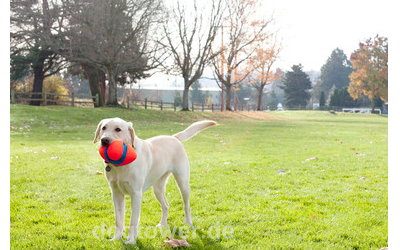 Hundespielzeug zum Apportieren u.v.m.