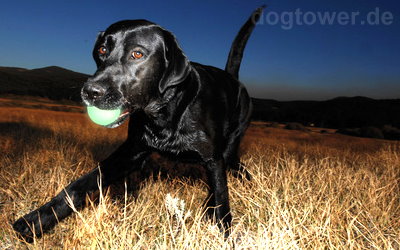 Sehr stark leuchtender Hundeball von Chuckit