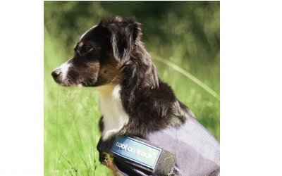 Cool on Track Cooling Dog Coat kühlender Hundemantel, blau