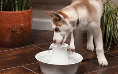 Alltagstaugliches Trinkbrunnen für Hunde und Katzen