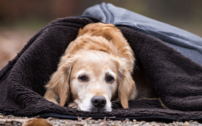 DRYUP Warmup Blanket BIG Hundedecke