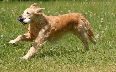 Apportierspielzeug, Marking Hundedummy