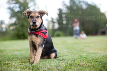 Neoprengepolsterte Hundegeschirr von Ezydog