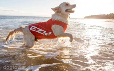 Hundeshirt - ultraleicht und schnelltrocknend