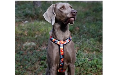Finnero Camocolor Adjustable Y-Harness For Dogs Orange