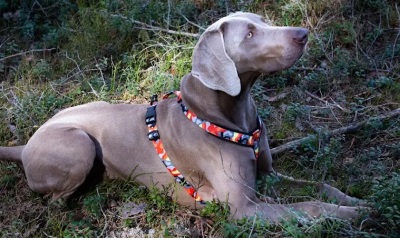 Finnero Camocolor Adjustable Y-Harness For Dogs Orange