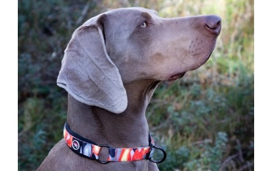 Finnero Camocolor Collar For Dogs Orange