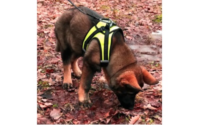 Finnero Hali Dog Vest Harness Black and Yellow