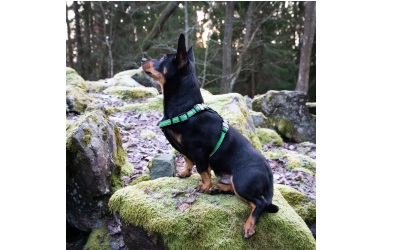 Finnero Rescue verstellbares Hundegeschirr grün