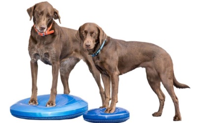 FitPAWS® Balance Disc blue