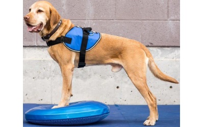 FitPAWS® Balance Disc blue