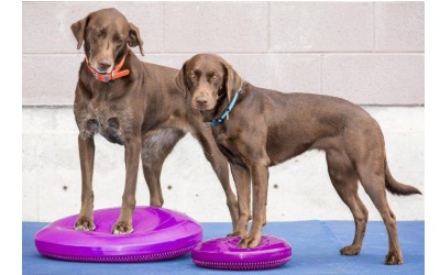 FitPAWS® Balance Disc razzleberry