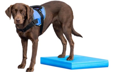 FitPAWS® Balance Pad