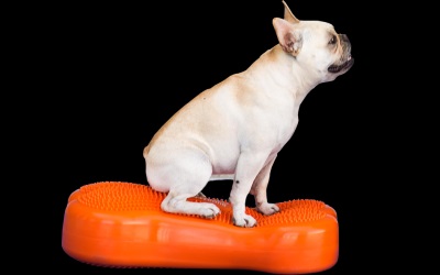 FitPAWS® CanineGym® K9FITbone orange