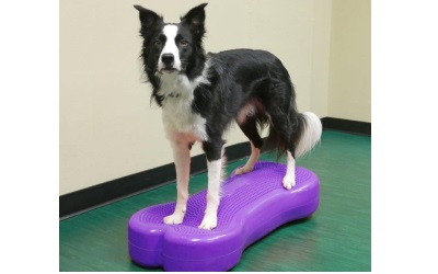 FitPAWS® Giant K9FITbone violet