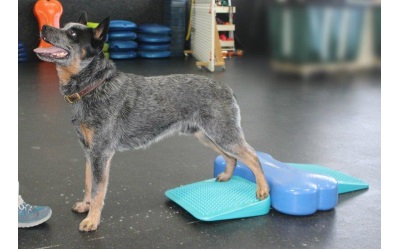 FitPAWS® Ramp