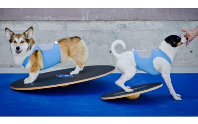 FitPAWS® Wobble Board