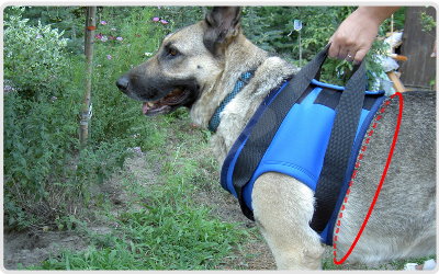 Gehhilfe- Geschirr für behinderte Hunde (Brustkorb)