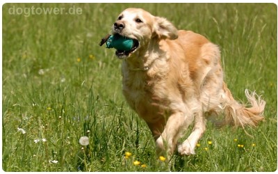 Hundedummy Ball, Apportierspielzeug