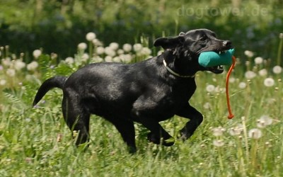 Long Throw Hundedummy aus Canvas