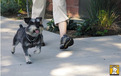 Ruffwear Hundegeschirr, schwarz