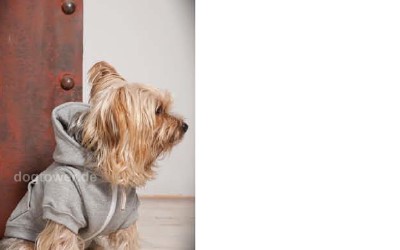 Hundepullover Hoodie Barrika, mit Kapuze