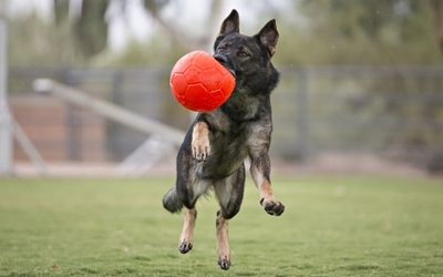 Jolly Pets Soccer Ball