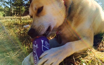 Befüllbar mit Hundesnacks