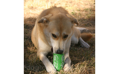 Strapazierfähiges Hundespielzeug aus Vollgummi