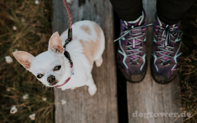 Druch erhältliche Größen für sehr kleine und sehr große Hunde einsetzbar