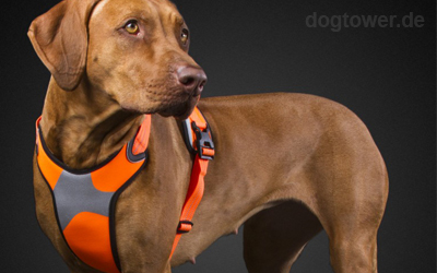 Dazzle Hundegeschirr in neonorange