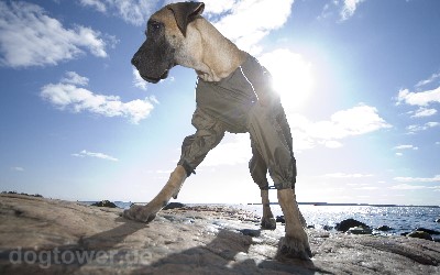 Hundeoverall, wasserundurchlässig und winddicht