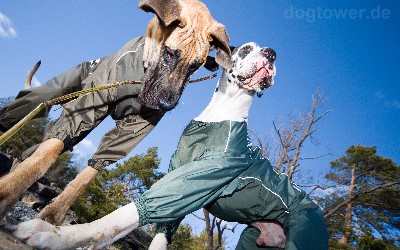 Hurtta Overall für sehr große Hunde